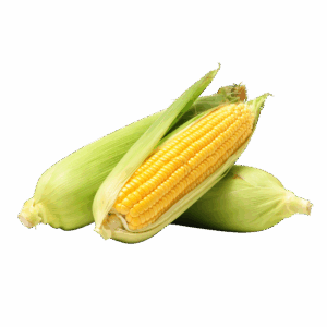 Jagung Manis