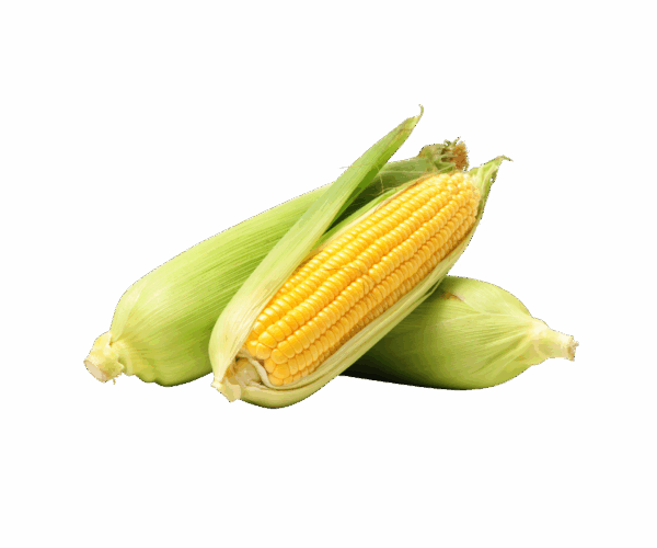 Jagung Manis