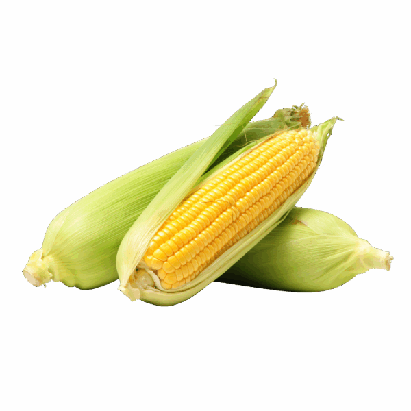 Jagung Manis