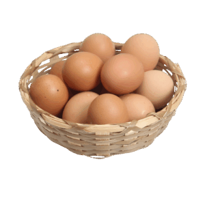Telur Ayam