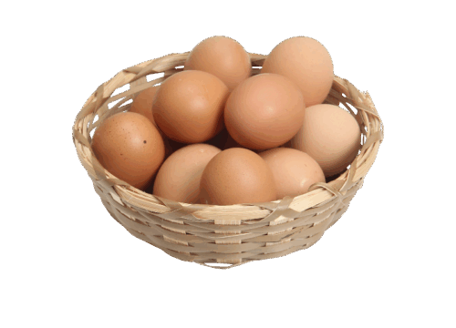Telur Ayam