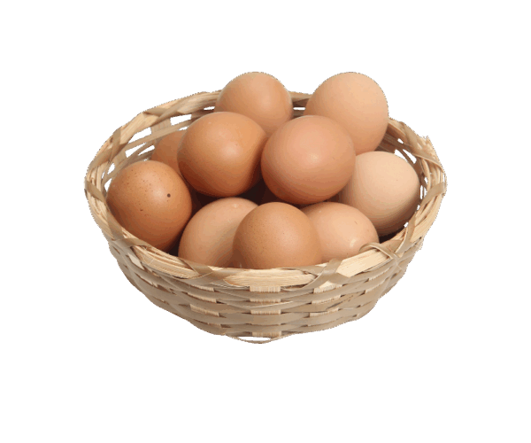 Telur Ayam