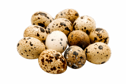 Telur Puyuh