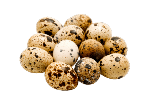 Telur Puyuh