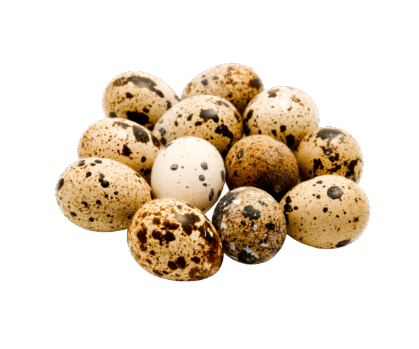 Telur Puyuh