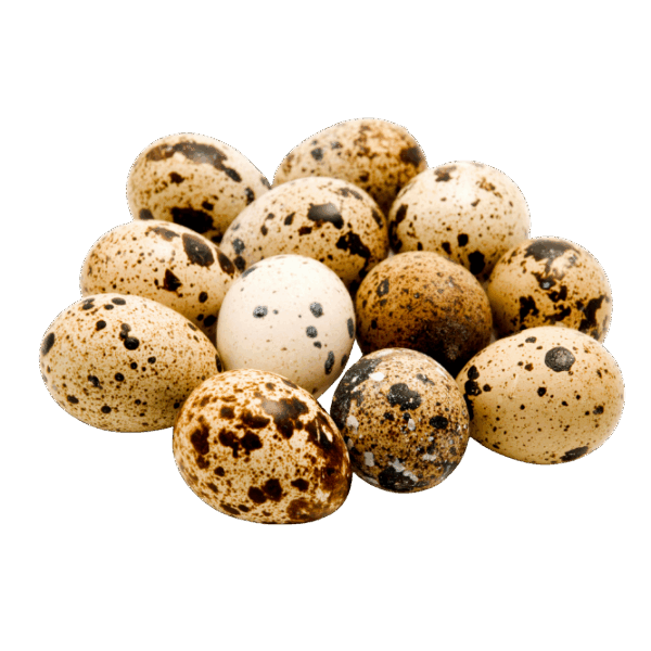 Telur Puyuh